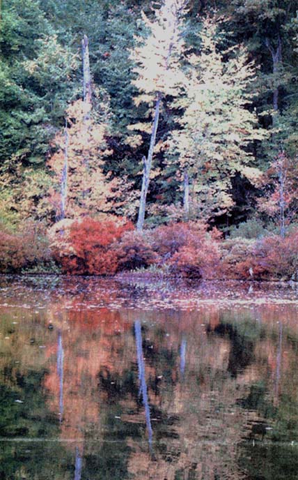 Fall foliage.